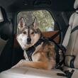 Ham auto pentru caini Thule Cappy, L