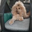 Pat pentru Carucior transport caini Thule Bexey L